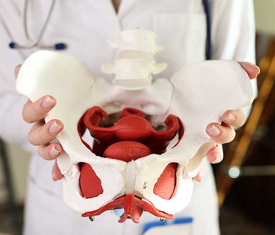 Pelvic organ prolapse physiotherapy exercise/Pelvic floor physiotherapy Ontario