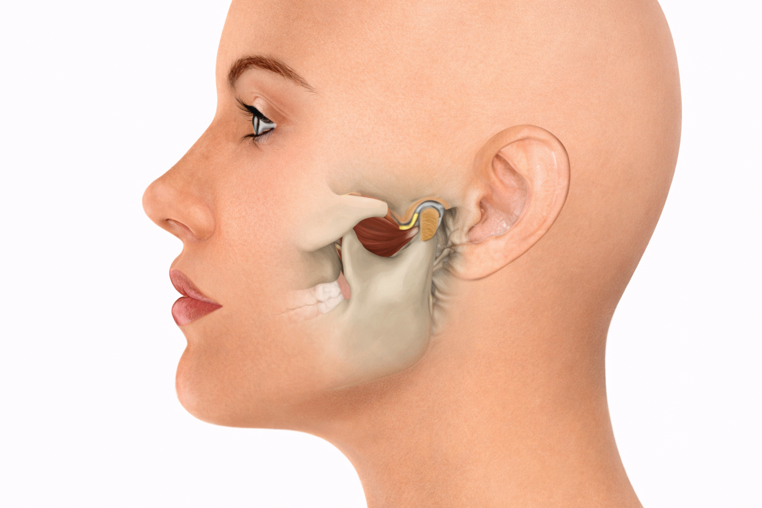 Temporomandibular Joint (TMJ)
